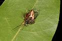 Araneus_eburnus_D7715_Z_88_The Gap_Australie